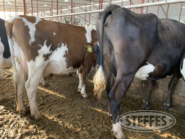 (32 cows) Holstein Jersey & crossbred cows